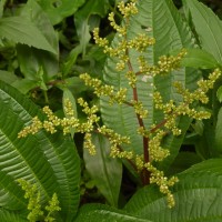 Pilea melastomoides (Poir.) Wedd.